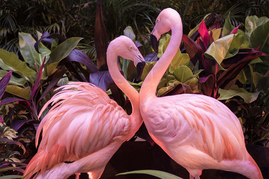 Experiential and Interactive Flamingo Photo Booth